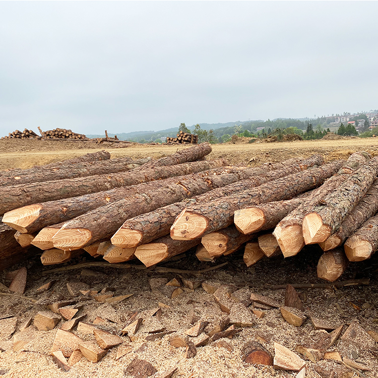 護坡用松木樁供應商廠家哪里有？