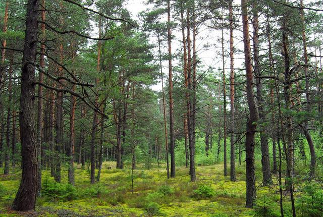 中國(guó)主要的松木產(chǎn)地有哪些，不同產(chǎn)地的松木有哪些區(qū)別