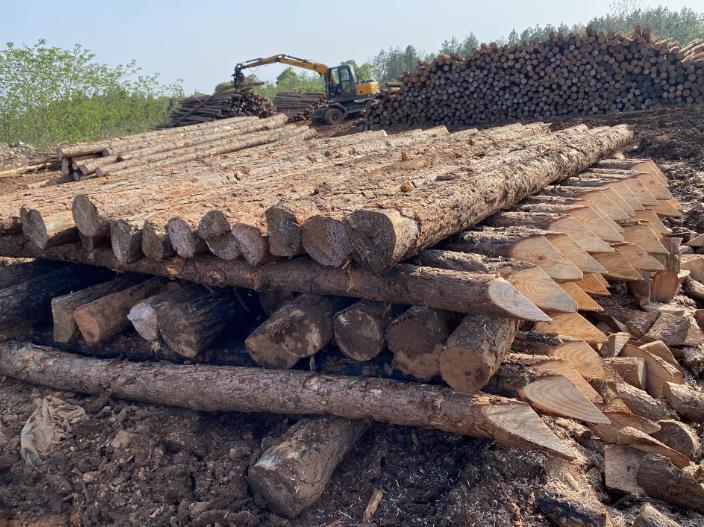 松木樁可做永久基礎處理(打造最牢固基礎，松木樁無可比擬)