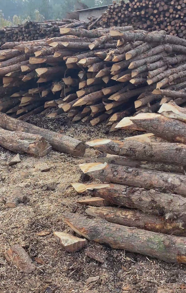 杭州高效打松木樁服務-河道打木樁的位置確定？