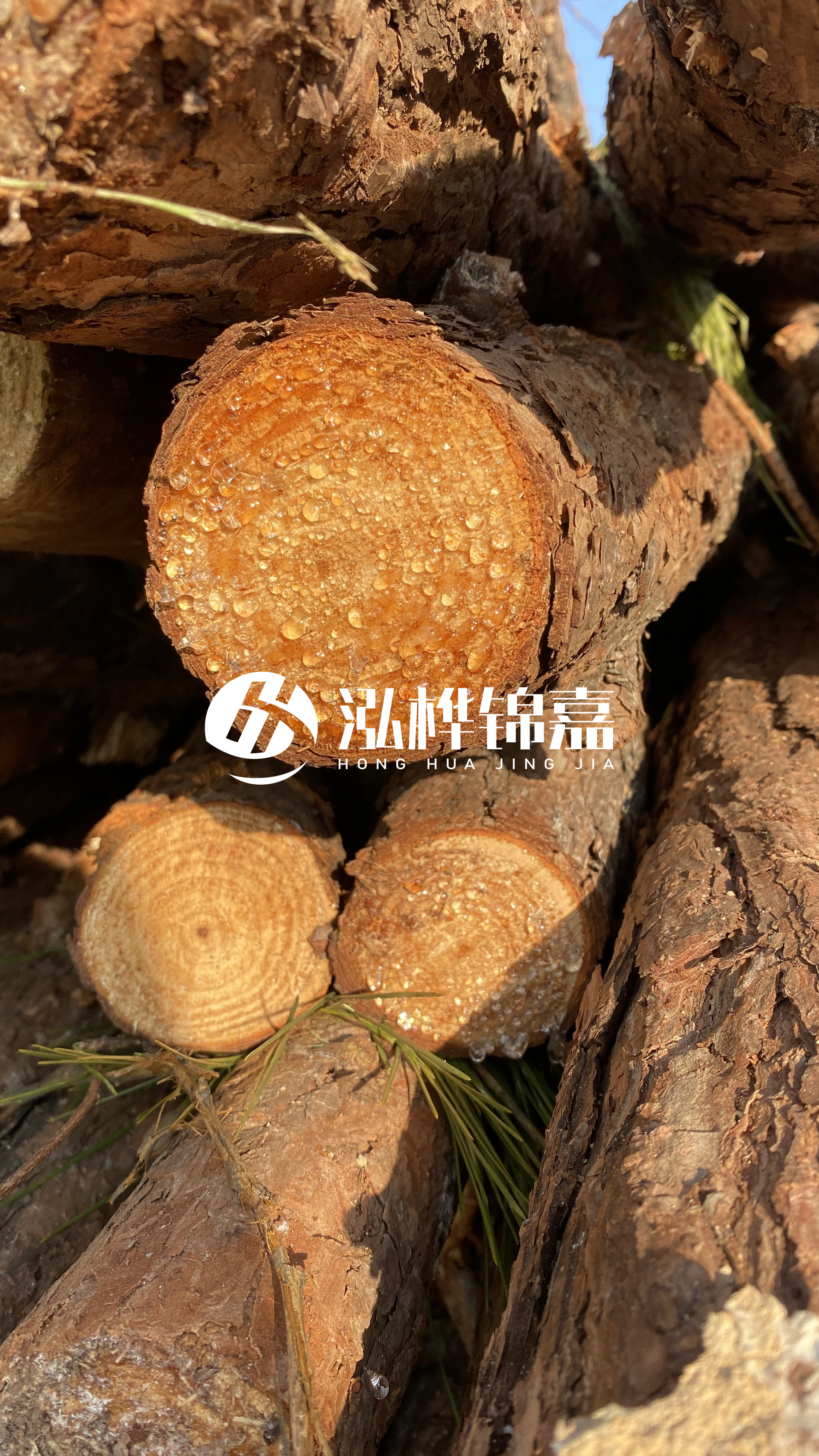 達(dá)州松木樁源頭廠家-油松和落葉松哪種便宜？