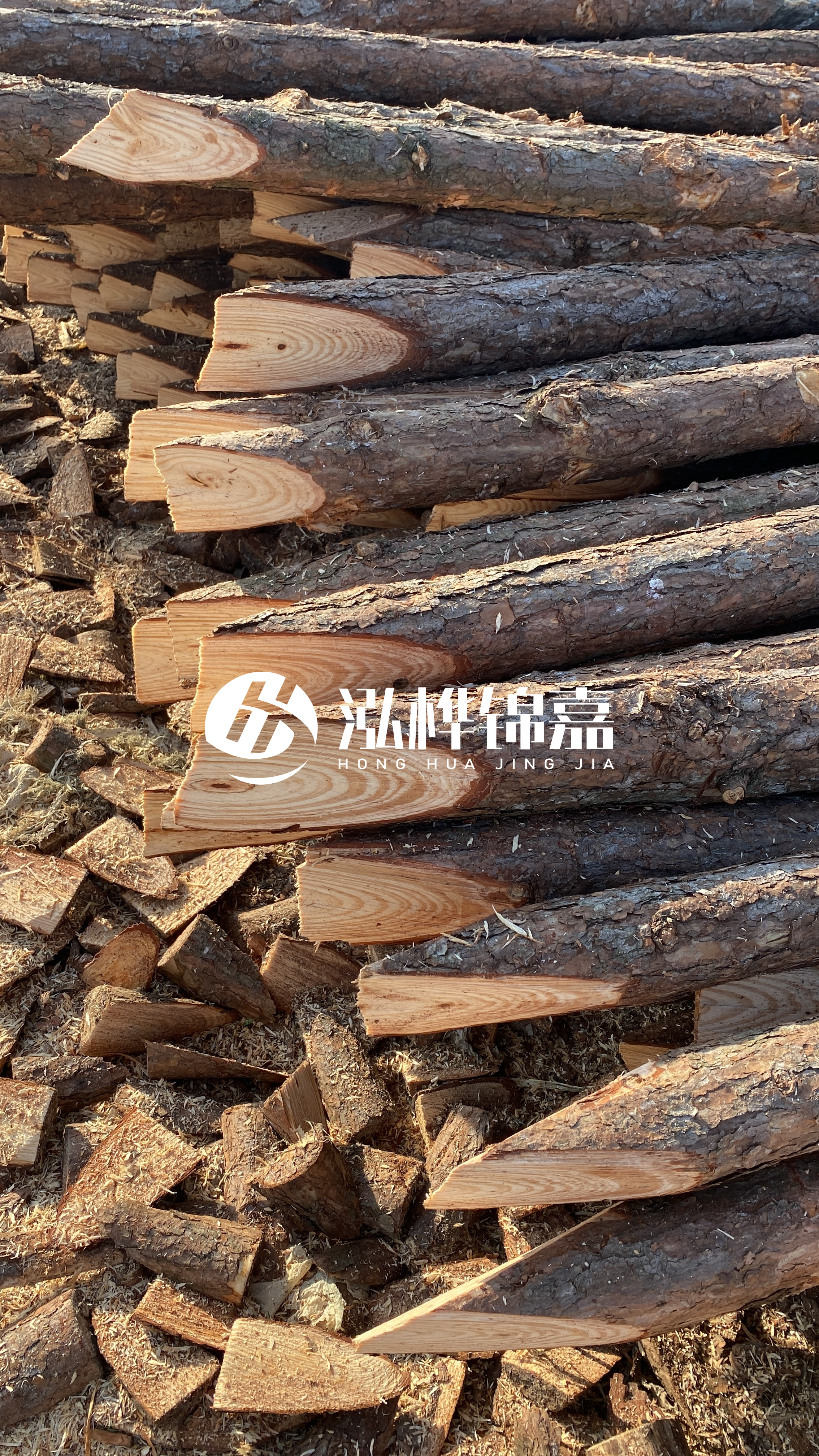 松木樁怎么分辨好壞？學(xué)會(huì)這幾招，輕松分辨松木樁好壞不踩雷！